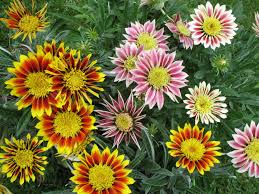 Find images of african daisy. How To Grow And Care For Gazania World Of Flowering Plants