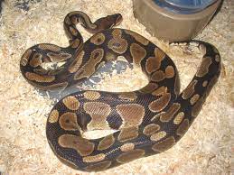 Female Ball Python Pet Snake Ball Python Cute Snake