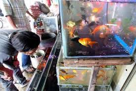 Seperti danau, sungai, rawa, sawah, hingga saluran air di dekat rumah kita. Prospek Bisnis Ikan Hias Musiman Atau Akan Bertahan Entrepreneur Bisnis Com