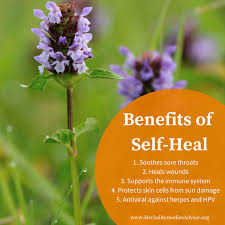 We did not find results for: The Self Heal Herb