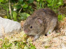 Erdmaus Microtus Agrestis Kleinsaeuger At