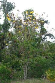 Image result for Handroanthus chrysotrichus