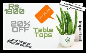 Image result for Orbea maculata