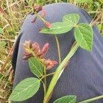 Image result for Rhynchosia usambarensis