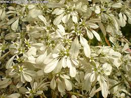 Image result for Euphorbia kilwana