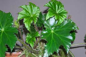Begonia Ricinifolia Begonia House Plants Plants