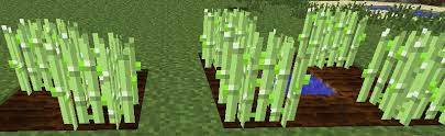 Cacti can turn brown, yellow or even purple for many different reasons. Crops Tutorial Technic Pack Wiki Fandom