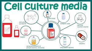 Check spelling or type a new query. Animal Cell Culture Media Youtube