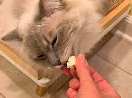 As carnivores, kitties get their primary nutrition from meat. Can Cats Eat Popcorn Is Popcorn Safe For Cats To Eat Floppycats
