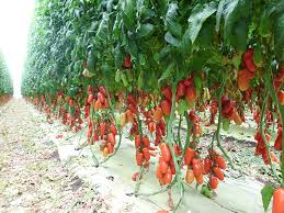 Image result for tomato San Marzano
