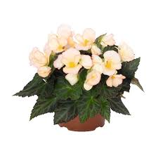 Image result for Begonia iucunda