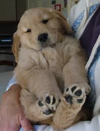 Pin Em Golden Retrievers