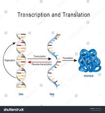 Dna Replication Protein Synthesis Transcription And Translation Biological Functions Of Dna Transcription And Translation Dna Transcription Dna Replication