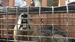 So, my husband and i laced a woodchuck hole with chunks of bubble gum and the woodchuck finally left. Can A Groundhog Hurt My Dog Wildlife Company Llc