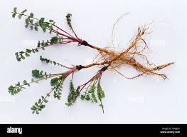 Image result for Pimpinella