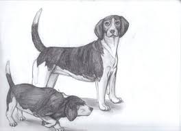 Beagles Are Much Better At Ground Scenting Following A Trail On The Ground Than They Re At Air Scenting And For This Reason T Beagle Dog Shedding Beagle Dog