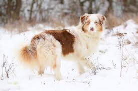 We did not find results for: Red Merle Australian Shepherd A Comprehensive Guide