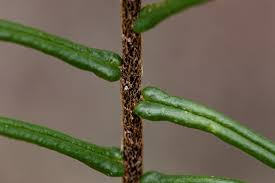 Image result for Pellaea pectiniformis