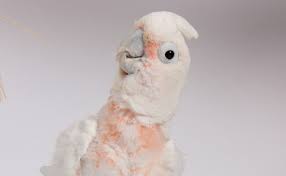 Goffin cockatoos are parrots species that are much favored and adored by the people! Goffin Cockatoo Hari