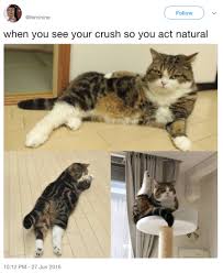 So, if you wish to acquire these amazing pictures about dog and cat memes funny clean, simply click save button to download these pictures to your computer. 100 Pet Memes That Will Make You Lol Over And Over Again