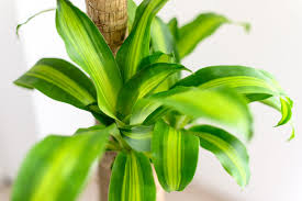 Image result for Dracaena fragrans