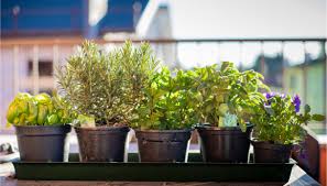 Le piante aromatiche amano la vita domestica e gli appassionati di culinaria amano l'idea di avere erbe fresche sempre a portata di mano… così coltivare le piante aromatiche in casa è una soluzione perfetta. Le Piante Aromatiche Da Coltivare In Casa Pg Magazine