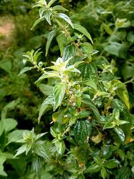 Image result for Pouzolzia parasitica