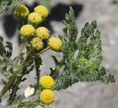 Image result for Grangea