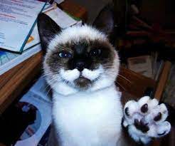 pin on cats with eyebrows mustaches or special markings