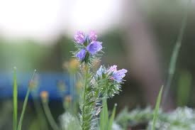 Untuk lebih jelasnya mari kita baca uraiannya berikut ini : Abendstimmung Bunga Embun Matahari Foto Gratis Di Pixabay