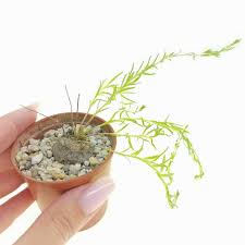 Image result for Aeollanthus subacaulis