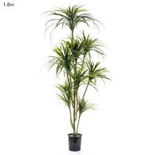 Today, we will offer you a complete yucca plant care guide with all the tips necessary for you to grow this tree indoors for a lush and beautiful garden! Yucca Tree 1 8mt X 10 Heads Silk Trees And Plants