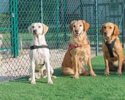 various types of dog harnessesの画像
