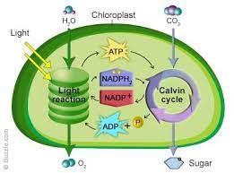Plant cells can be distinguished from animal cells by three characteristics. Functions Of Chloroplast A Diagram Of How Photosynthesis Works Biologi Sel Kimia Belajar
