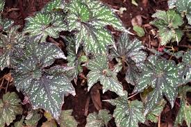 Image result for Begonia poculifera