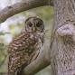 Early Summer Breeding Bird Survey — Innisfree Garden