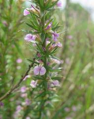 Image result for Setaria lindenbergiana