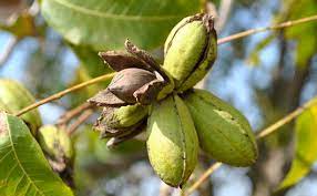 Get free shipping on qualified fruit & nut trees fruit trees or buy online pick up in store today in the outdoors department. Nut Trees How Many Years Until Harvest Stark Bro S