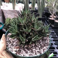 Image result for Haworthia limifolia
