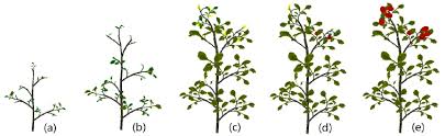 growth visualization of a virtual cherry tomato plant