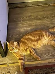 This is my Sebastian, he got out Monday morning, stayed around the house  all day Monday this morning, I didn't see him anywhere around he is wearing  a faded rainbow collar ,