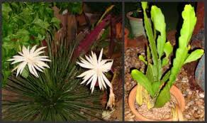 Water once a week and you're golden! Orchid Cactus Care Facebook