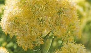 Image result for Satyrium flavum