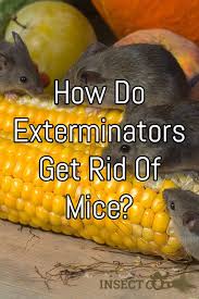 You need to be able to trust that the exterminator will get the job done. How Do Exterminators Get Rid Of Mice Insect Cop Exterminator Getting Rid Of Mice Rat Control