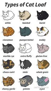 The Types Of Cat Loaf Photographic Print By Usclaireforce In 2021 Cute Little Animals Funny Animal Jokes Cute Funny Animals