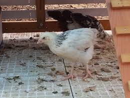 Even the girls i have a 6 week old that gets picked on by two other 6 week olds all are different breeds. 5 6 Week Old Rir Sussex Pullet Or Cockerel Backyard Chickens Learn How To Raise Chickens