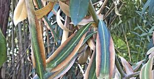 Image result for xylella fastidiosa oleander symptoms