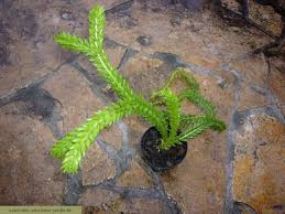 Image result for Huperzia phlegmaria