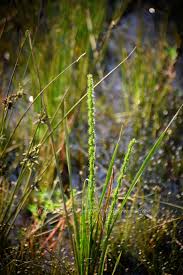 Image result for Elytrophorus spicatus