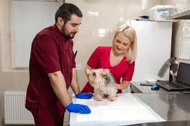 There are only two reasons not to perform a rectal exam. Rectal Prolapse In Dogs Symptoms Causes And Treatment
